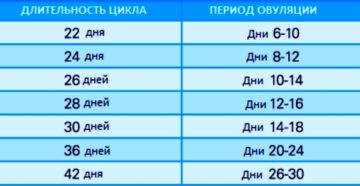 Когда наступает овуляция после месячных при цикле 28