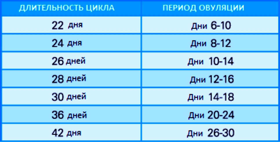 Когда наступает овуляция после месячных при цикле 28