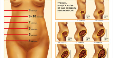 Матка на разных сроках беременности