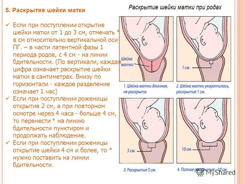 Сколько шейка матки см