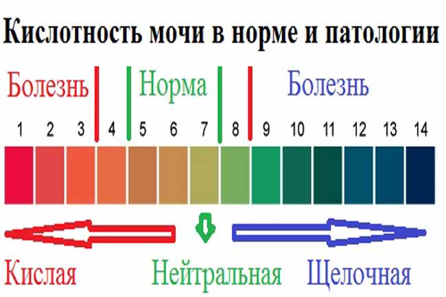 Норма кислотность в моче