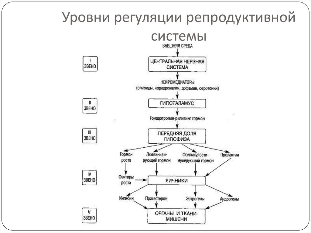 5 уровней репродуктивной системы