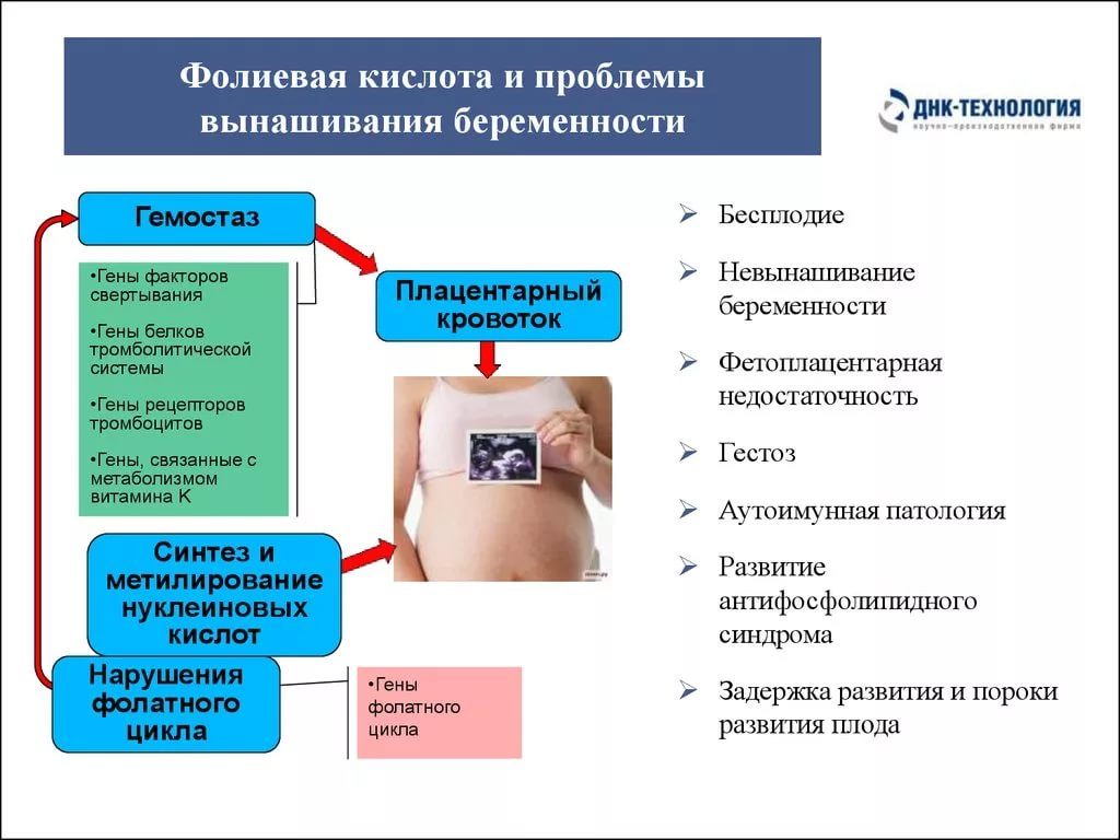 Фолиевую кислоту до какой недели принимать при беременности