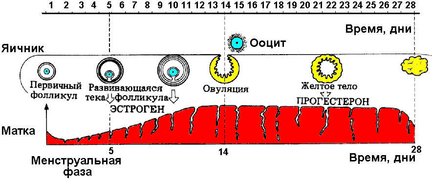 При овуляции толщина эндометрия