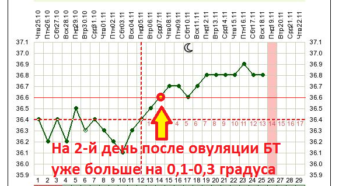 После овуляции второй день