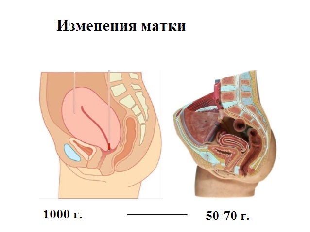 После родов когда восстанавливается матка