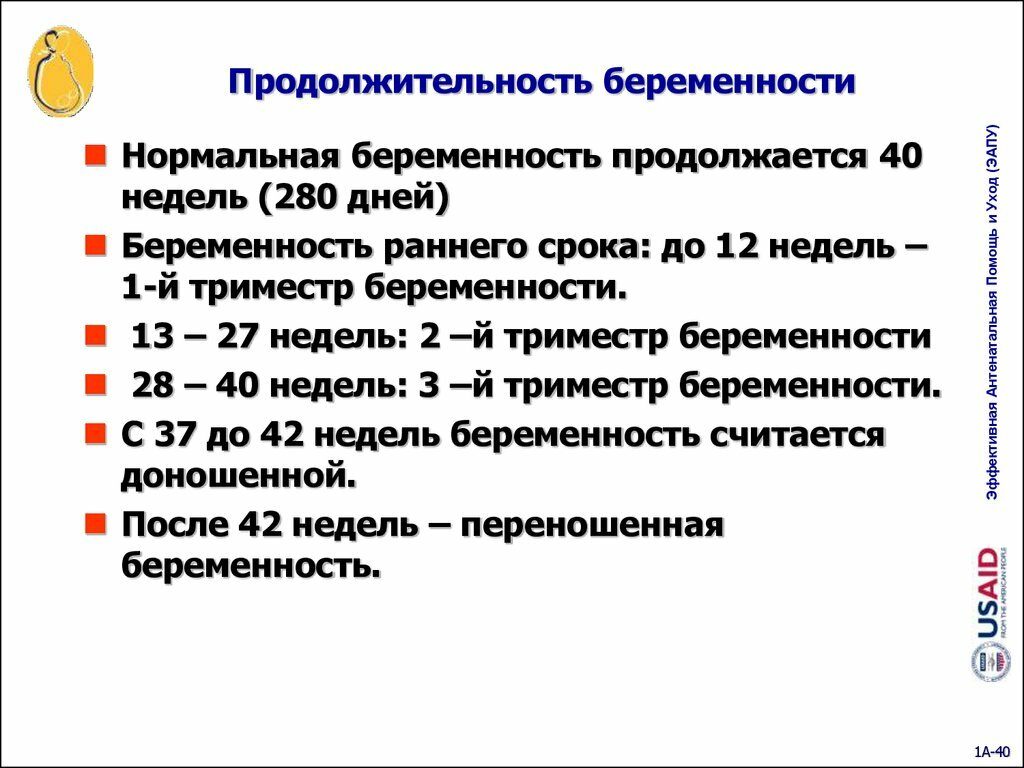 Сколько недель нормальный срок родов