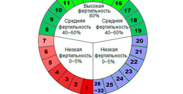 Сколько длится цикл у женщины