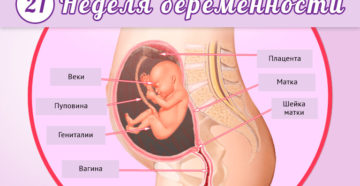 Развитие на 21 неделе беременности