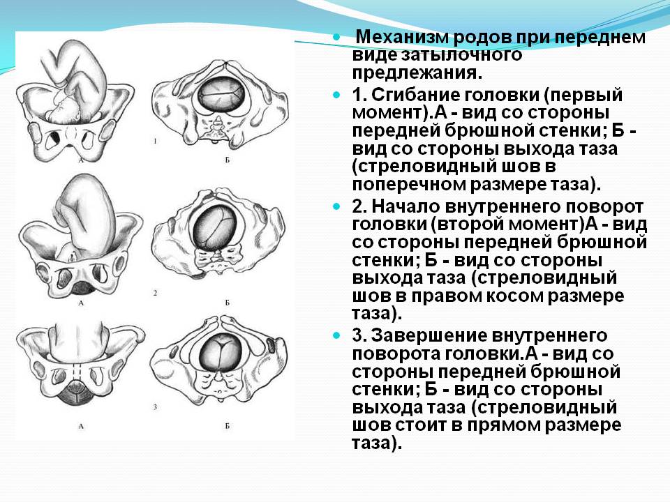 При переднем виде затылочного предлежания прорезывается головка