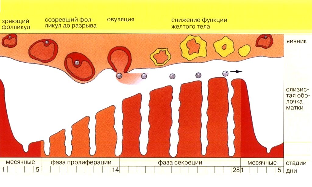 Две недели месячные причины