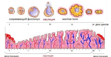 Наступление овуляции после месячных